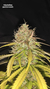 DESTROLLERA AUTO X5 - Poison seeds - comprar online