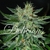 SUGAR BLACK ROSE FEM 3 + 2 - Delicious Seeds