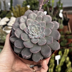 Echeveria Graziela