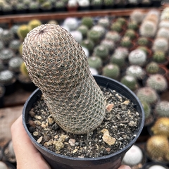 Mammillaria Matudae Pote 11 - comprar online