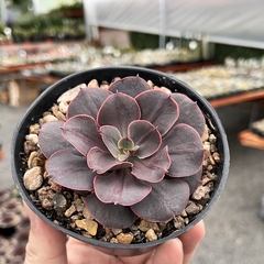 Echeveria Painted Frills pote 11