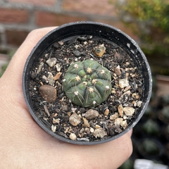 Gymnocalycium Uruguayensis pote 07 - comprar online