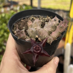 Duvalia Caespitosa pote 09