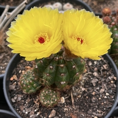 Notocactus Glaucinus pote 11 - comprar online