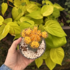 Gymnocalycium mihanovichii amarelo enxertado - comprar online
