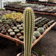 Cleistocactus Senilis Pote 09 - comprar online