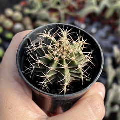 Gymnocalycium Mihanovichii pote 06 na internet