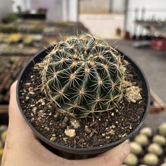 Hamathocactus setispinus pote 11 - comprar online