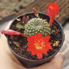 Rebutia Minúscula pote 07