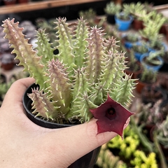 Huernia Hibrida 03