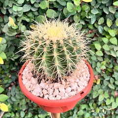 Echinocactus grusonii cuia 18