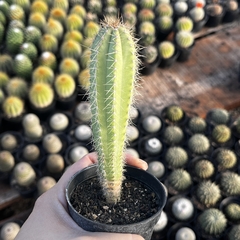 Pilosocereus Magnificus pote 07