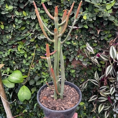 Euphorbia Enterophora pt 14