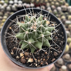 Thelocactus Matudae Pote 11