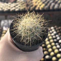 Mammillaria leptacantha pote 07