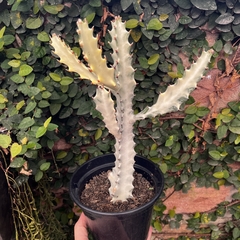 Euphorbia White Ghost pote 14