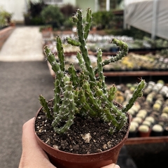 Euphorbia Dichroa pote 11