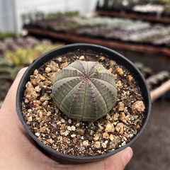 Euphorbia Obesa - comprar online