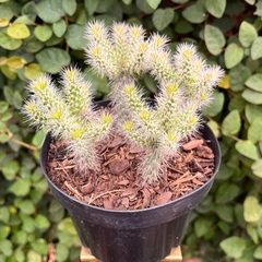 Cylindropuntia Spinosior pote 11