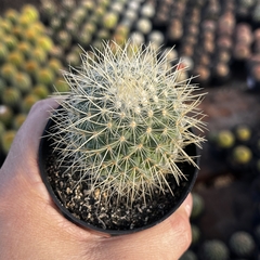 Mammillaria Pringlei pote 07