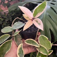 Hoya Carnosa Variegata