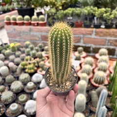 Trichocereus Narvacensis pote 09 - comprar online