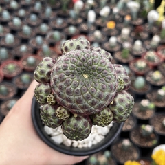 Sulcorebutia Rauschii colônia enxertado - comprar online