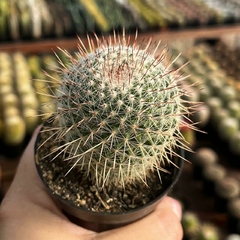 Mammillaria Matheuzianus Pote 7