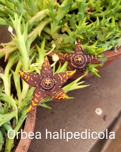 Orbea Halipedicola pote 11 - comprar online