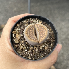 Lithops 13 pote 07 - comprar online