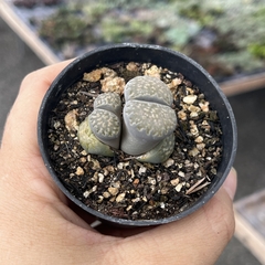 Lithops 04 pote 07 - comprar online