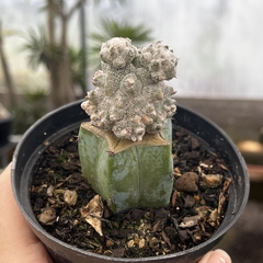 Astrophytum Lotus Land Enxertado