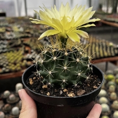 Hamathocactus Sinuosa Pote 11 - comprar online