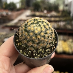 Mammillaria schiedeana pote 06