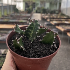 Euphorbia Tortillis pote 11 - comprar online