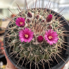 Mammillaria Melanocentra V. Rubrograndis pote 11 - comprar online