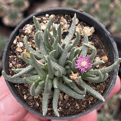 Marlotistela Uniondolensis pote 07