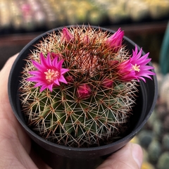 Mammillaria Backebergiana pt 07 - comprar online