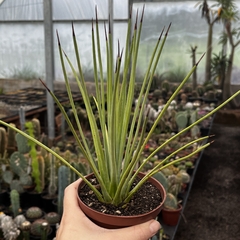 Agave Stricta pote 11