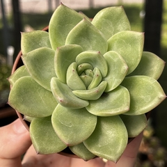 Echeveria Nanacan pote 09