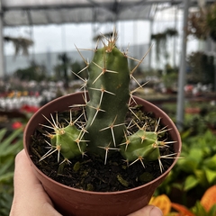 Echinocereus Pentalophus - Rabo de cão pote 11