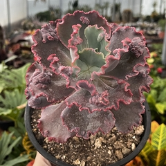 Echeveria Gibbiflora Nubarron Pote 14