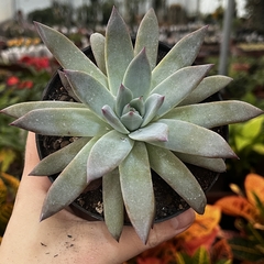 Echeveria Colorata Brandtii pote 11