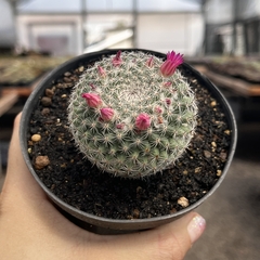 Mammillaria Brauneana pote 11