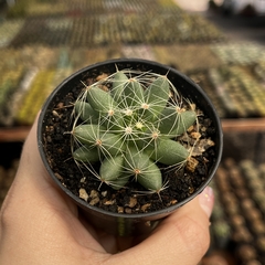 Mammillaria Sphaerica pote 07 - comprar online