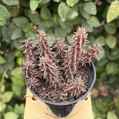 Stapelianthus Decaryi Pote 06 - comprar online