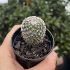 Mammillaria Albilanata pote 06