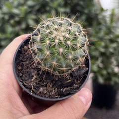 Mammillaria Mayovensis pote 06