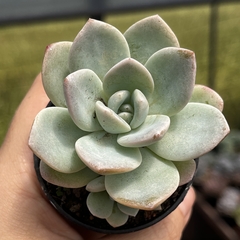 Echeveria Jade Butterfly pote 06