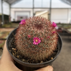 Mammillaria Sylvatica pote 11